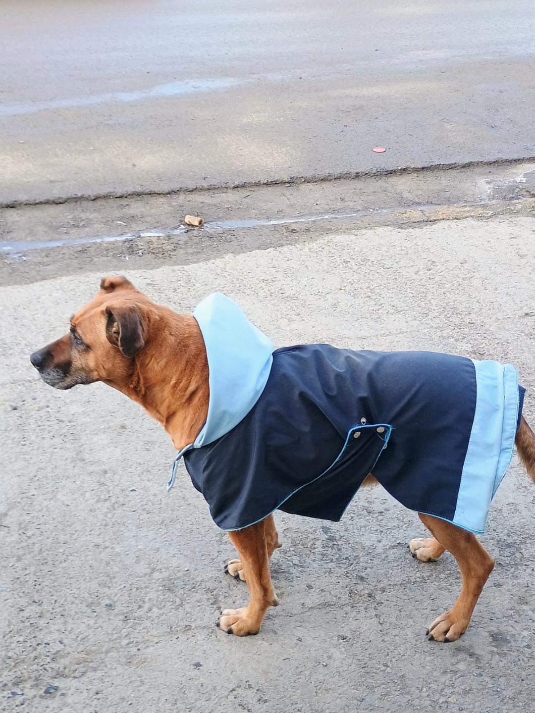 Campaña solidaria: buscan recaudar fondos para la cirugía de una perrita que necesita volver a correr