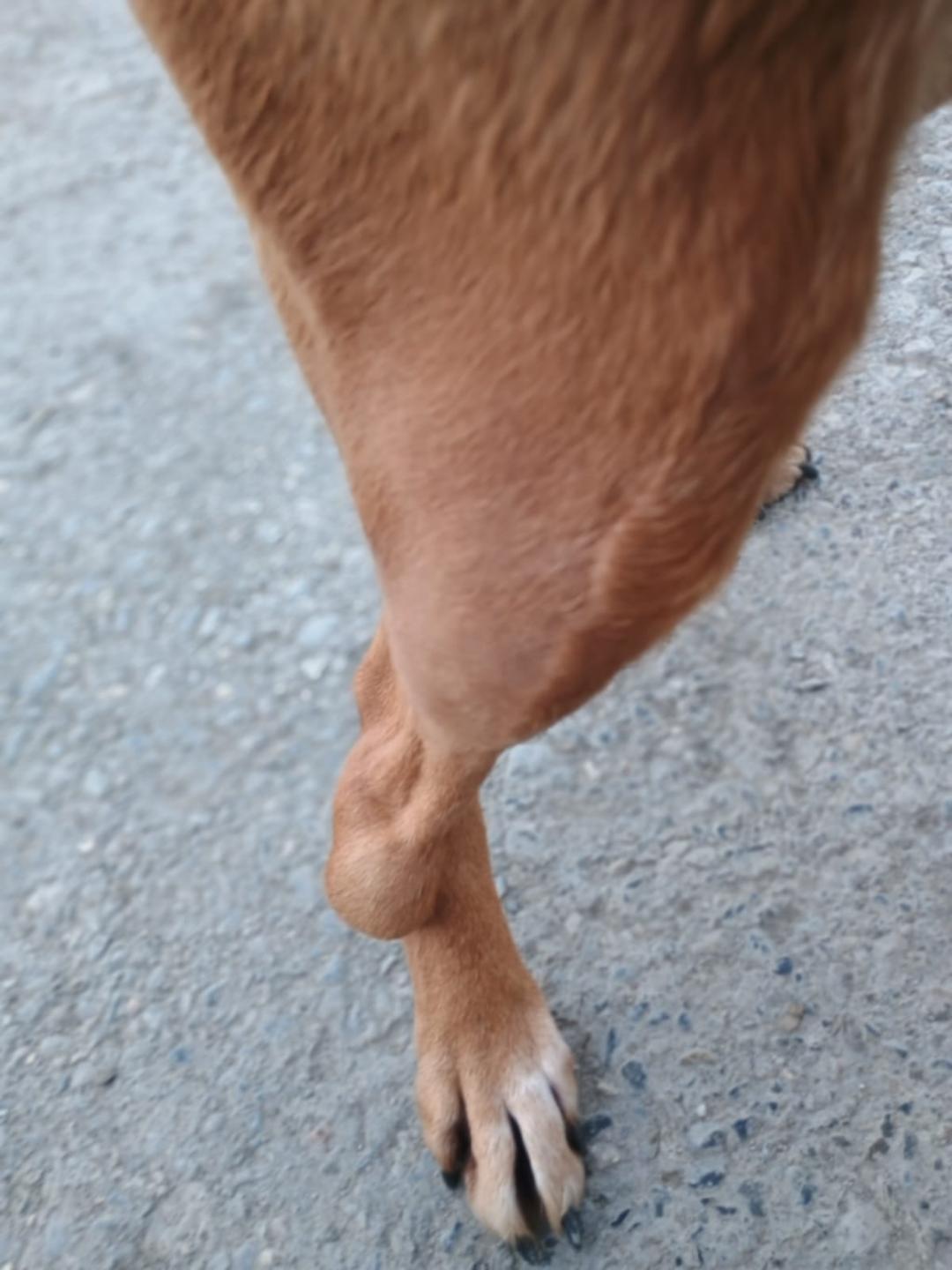 Campaña solidaria: buscan recaudar fondos para la cirugía de una perrita que necesita volver a correr