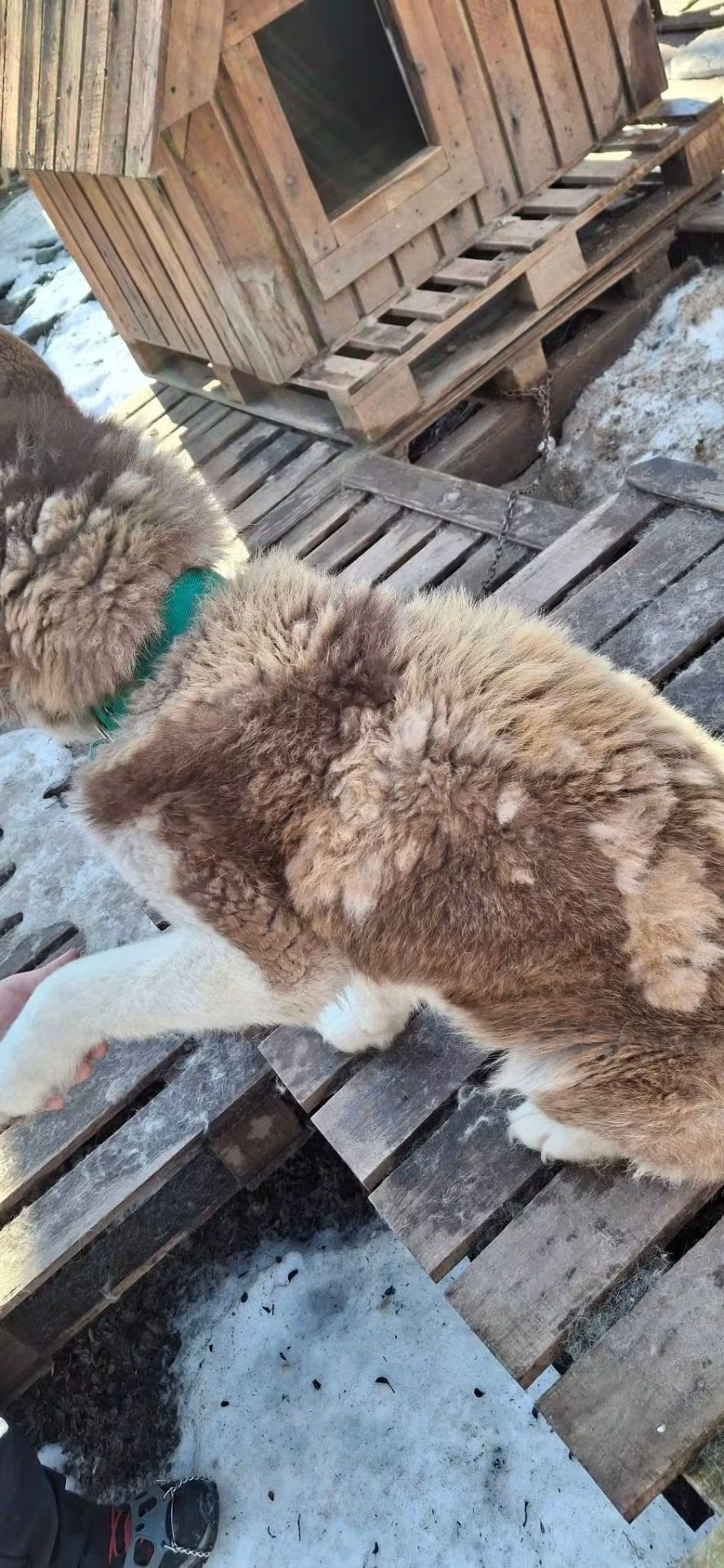 Alarma en el fin del mundo: Turista denuncia el alarmante estado de los perros en el centro invernal "Siberianos del Fuego"
