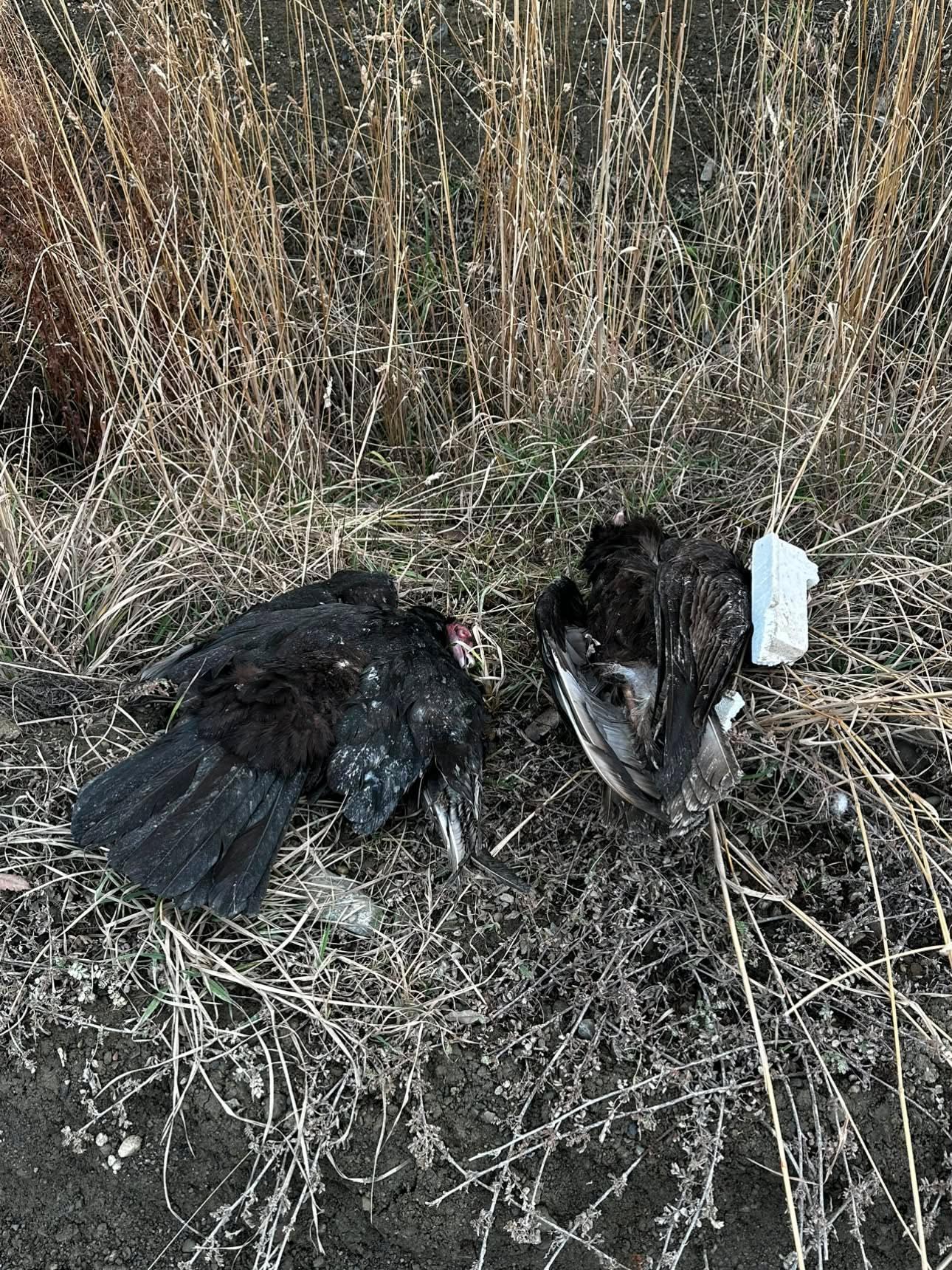 Tragedia para la fauna silvestre: Mueren dos cóndores electrocutados en calle Los Arrieros