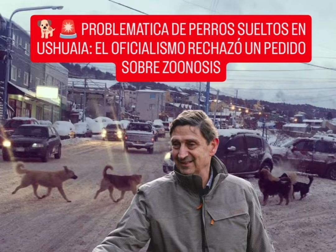 🚨 PERROS SUELTOS EN USHUAIA: EL OFICIALISMO RECHAZÓ UN PEDIDO DE INFORMES SOBRE ZOONOSIS