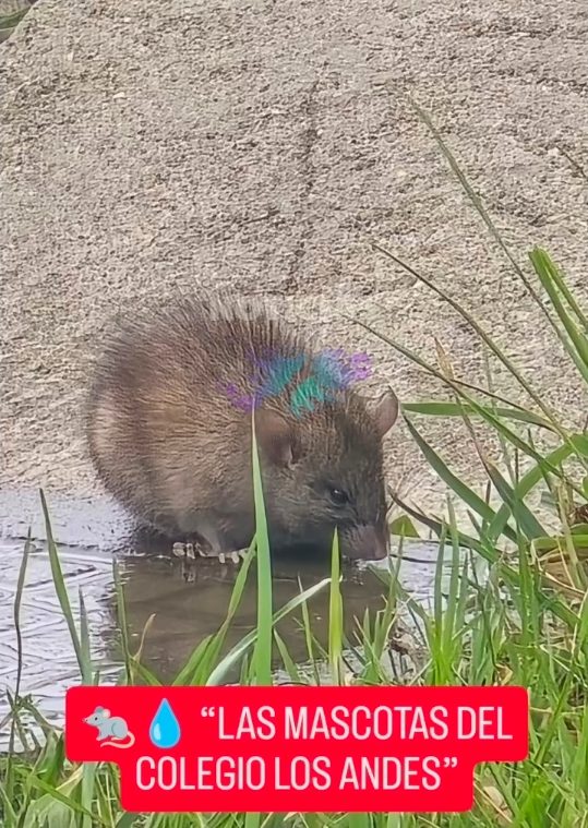 🐀💧 “LAS MASCOTAS DEL COLEGIO LOS ANDES
