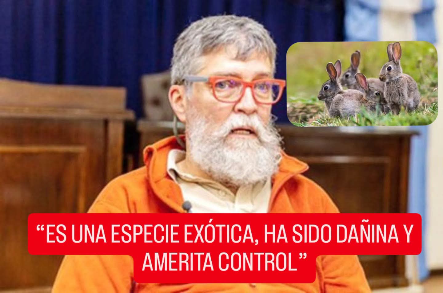 ⚖️ SCHIAVINI CUESTIONÓ EL FALLO POR LOS CONEJOS: “ES UNA ESPECIE EXÓTICA, HA SIDO DAÑINA Y AMERITA CONTROL”