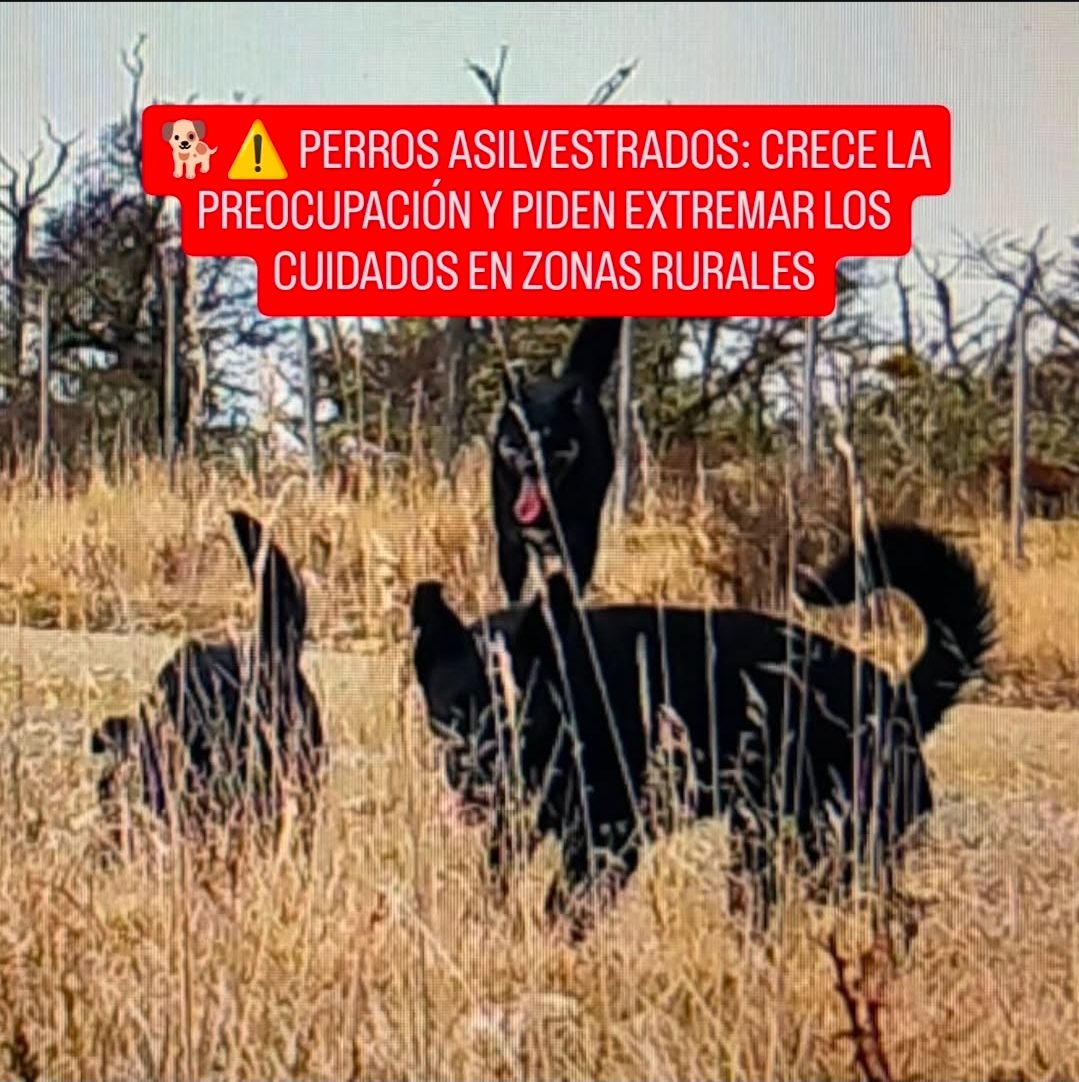 ⚠️ PERROS ASILVESTRADOS: CRECE LA PREOCUPACIÓN Y PIDEN EXTREMAR LOS CUIDADOS EN ZONAS RURALES