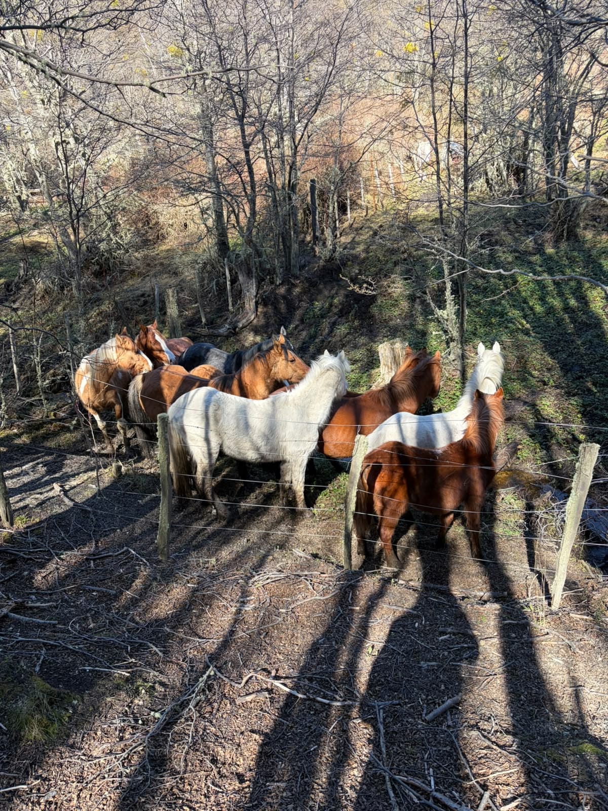 Operativo conjunto: la Municipalidad de Ushuaia y Parques Nacionales intervinieron por la presencia de equinos en el área protegida