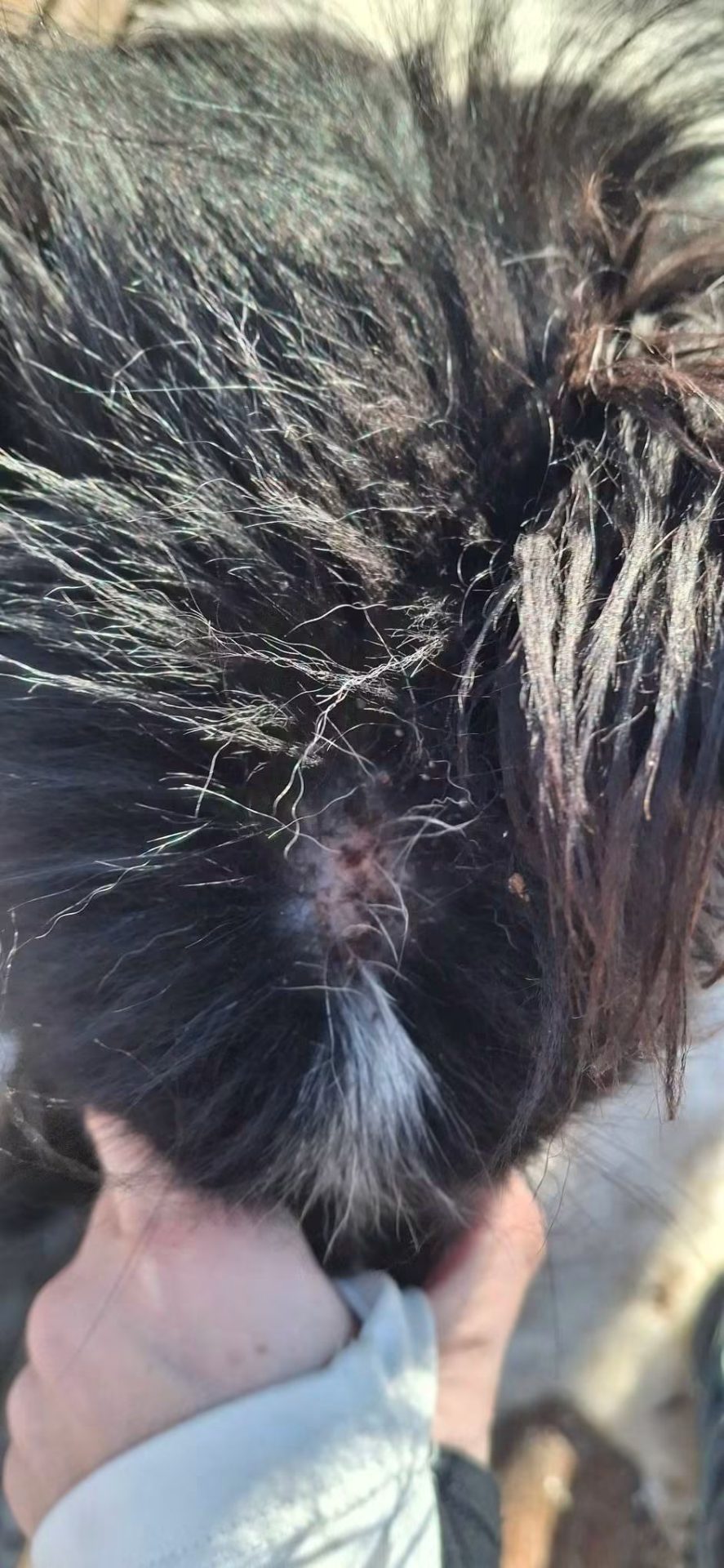Alarma en el fin del mundo: Turista denuncia el alarmante estado de los perros en el centro invernal "Siberianos del Fuego"