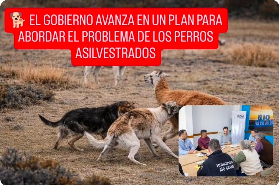 EL GOBIERNO AVANZA EN UN PLAN PARA ABORDAR EL PROBLEMA DE LOS PERROS ASILVESTRADOS